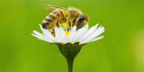 obama bee autonomous robot     telling  eye