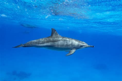 Dolphin Swimming Underwater