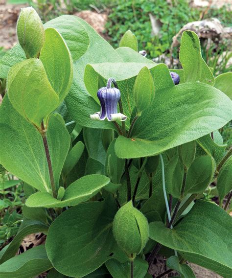 Great Native Plants for the Northern Plains - Fine Gardening