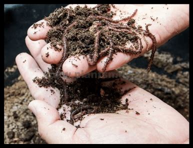 What Is Vermicompost And Best 7 Benefits Of Vermicomposting Plantsmug