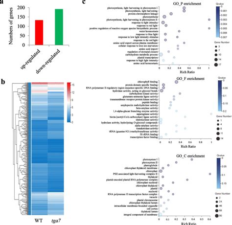 Transcriptional Profiles Of Wt And Tga Mutant Seedlings At Dag A