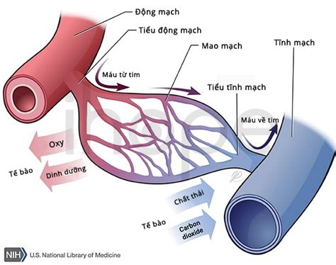 Dị dạng mao mạch động tĩnh mạch ihope