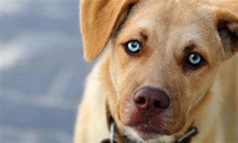 Cute Stray Dog stock photo. Image of vivid, look, looking - 33105234