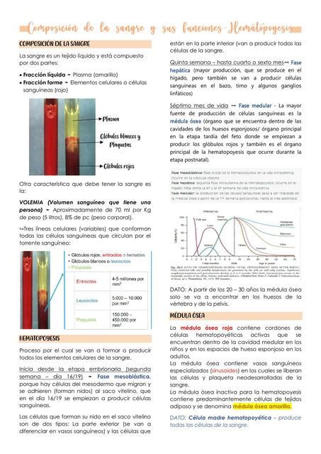 Composici N De La Sangre Y Sus Func Hematopoyesis Alexa Udocz