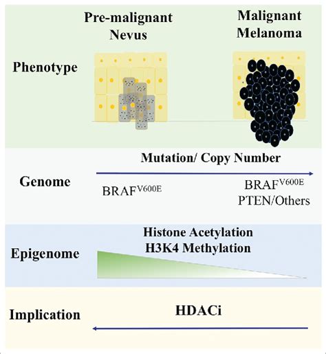 Loss Of Histone Acetylation And H3K4 Methylation Promotes Melanocytic