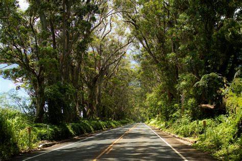 Kaua`i's Famous Tree Tunnel - Poipu Beach Resort Association