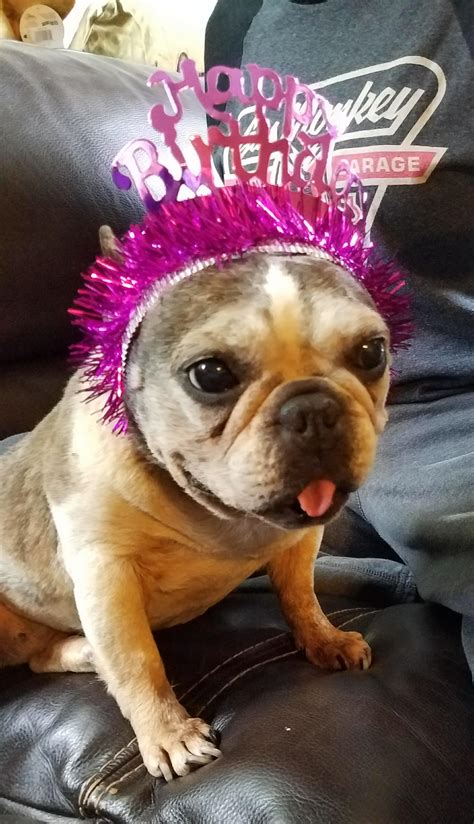 Bulldogs for adoption are waiting for their forever homes today