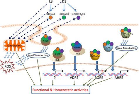 Vitamin D3 And L3 Target Receptors And Mitochondria For Regulation Of Download Scientific