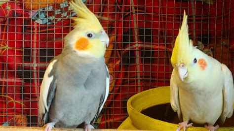 Cocktail Birds Love Calling Natural Sound Like This Youtube