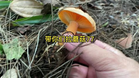 天气真好、带你们上山捡蘑菇、黄枞菌捡到爽、一片一片的枞菌真多 Youtube