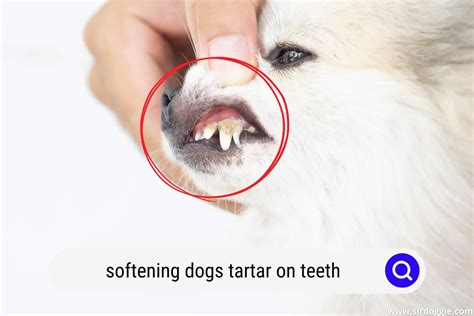 How to Soften Dogs Tartar on Teeth [HELPFUL GUIDE] - SirDoggie.com
