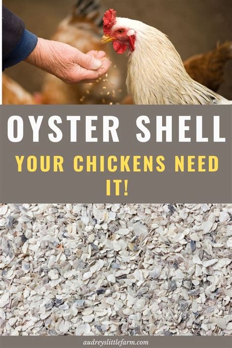 3 Benefits Of Oyster Shell For Chickens Audreys Little Farm Chickens Urban Chicken Farming