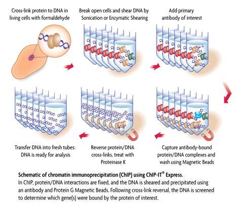 Chromatin Immunoprecipitation Chromatin IP ChIP IT Express Kit