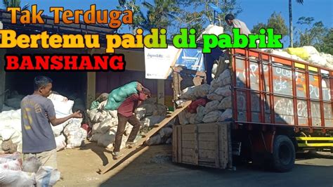 Bertemu Paidi Di Pabrik Banshang Harga Porang Hari Ini YouTube