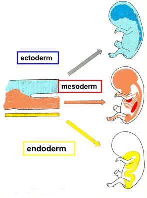 MemorAid Test BA1A1 Week 3 Embryogenese 6 3 Lagige Embryo