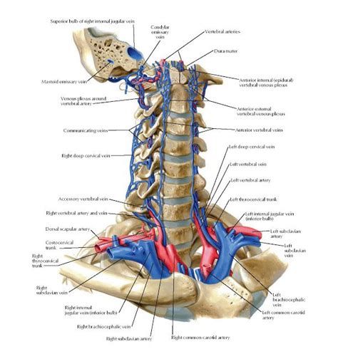 Internal Jugular Vein Anatomy - ANATOMY