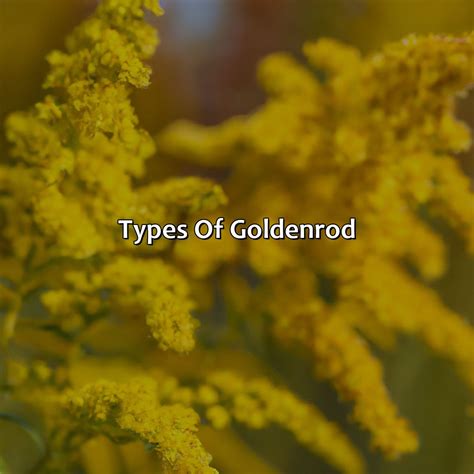 What Color Is Goldenrod - colorscombo.com