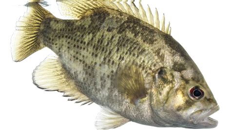 Rock Bass A Z Animals