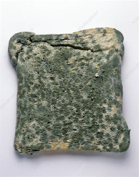 Mouldy Bread Stock Image B Science Photo Library