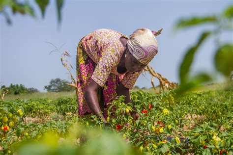 New Study Highlights Positive Impact Of PlantwisePlus In Ghana On