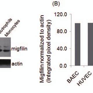 Migfilin Expression In Different Human Vascular Cells A Immunoblots