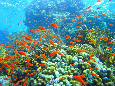 Underwater Coral Reef Wallpaper (61+ images)