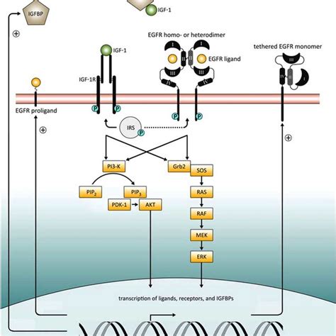 Egfr And Igf 1r Signaling Through Shared Pathways Regulates The