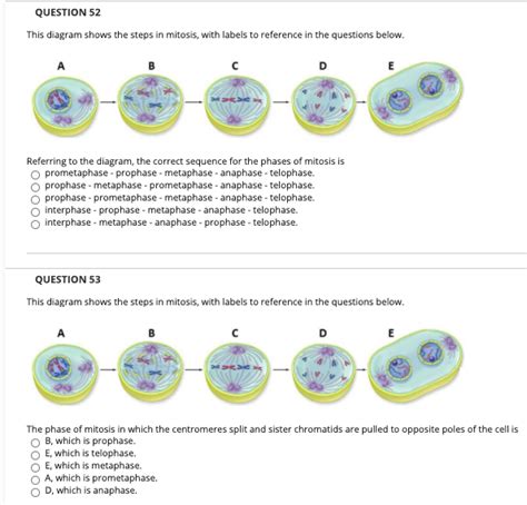 Mitosis Anaphase Diagram