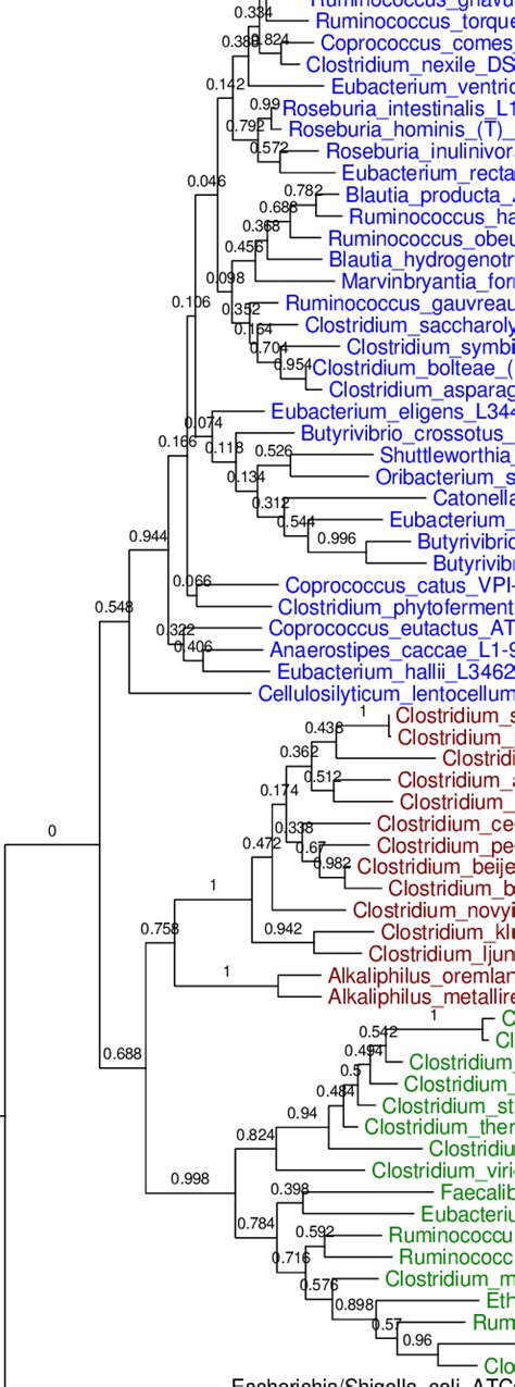 Molecular Phylogenetic Analysis By Maximum Likelihood Method Phylogeny