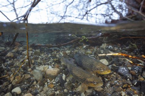 When Do Brown Trout Spawn Full Details For Key Areas