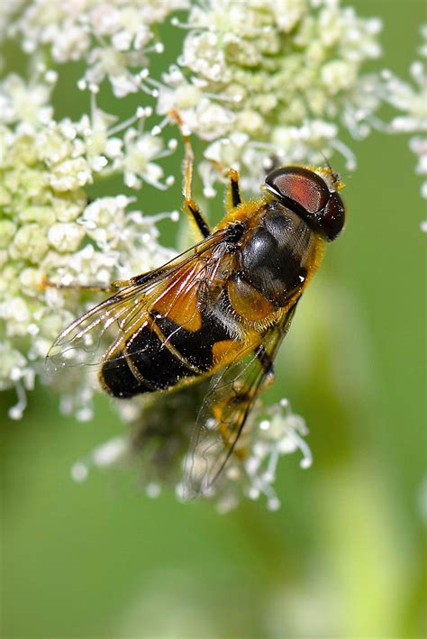 Kostenlose Foto Natur Fotografie Blume Fliege Tierwelt Insekt