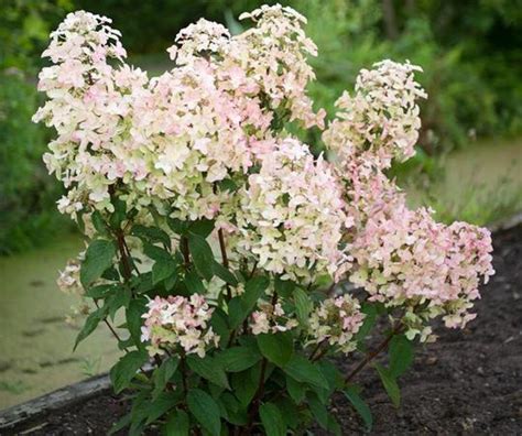 Hydrangea Paniculata Wims Red®