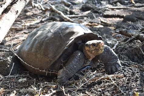 The Fantastic Giant Tortoise Believed To Be Extinct