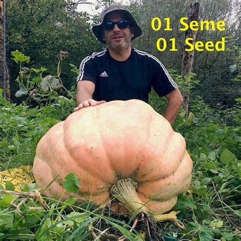 Zucca Atlantic Giant Seme Semi Strani Carlo Martini