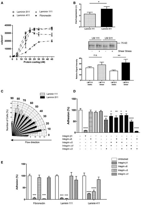 Endothelial Basement Membrane Laminin 511 Is Essential For Shear Stress