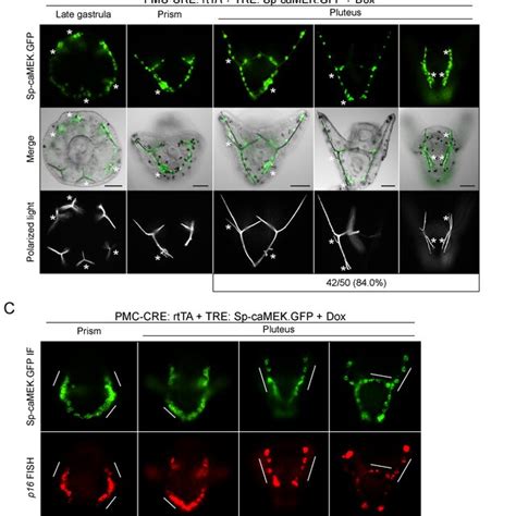 Inducible Gene Expression In Diverse Cell Types Using The Tet On