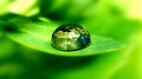 Papel De Parede Sai Agua Grama Plantas Gotas De Gua Verde