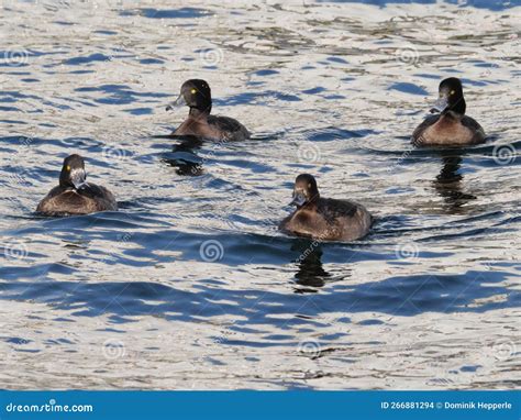 Female Tufted Duck Aythya Fuligula With Brown Plumage And Yellow Eyes