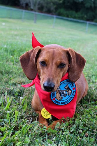 I Am A Therapy Dog Ammo The Dachshund