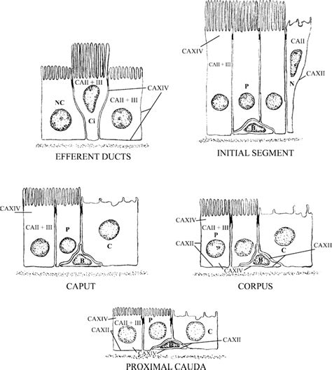 Schematic Drawing Of The Efferent Ducts And Different Epididymal Download Scientific Diagram