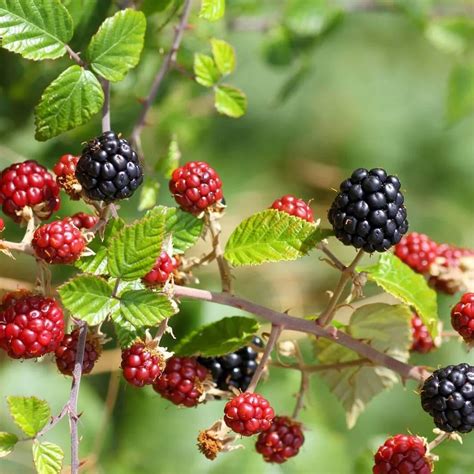 Elm Leaf Blackberry Plant Care Growing Basics Water Light Soil