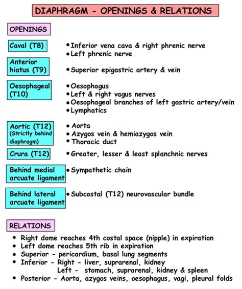 Instant Anatomy - Thorax - Areas/Organs - Diaphragm - Openings ...