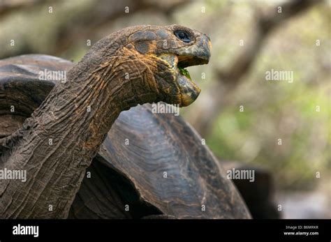 La Faune Sauvage Tortue G Ante Des Galapagos Tortue Testudo