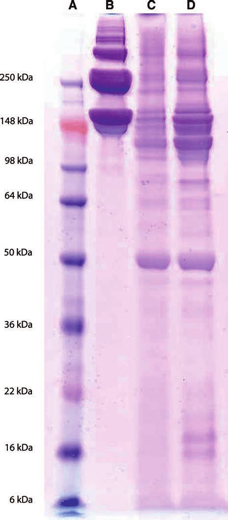 Polyacrylamide Gel Electrophoresis Results A Molecular Weight Download Scientific Diagram