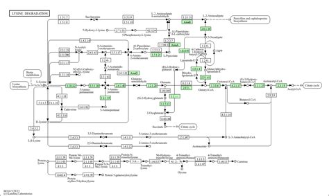 Kegg Pathway Lysine Degradation Pseudomonas Putida W