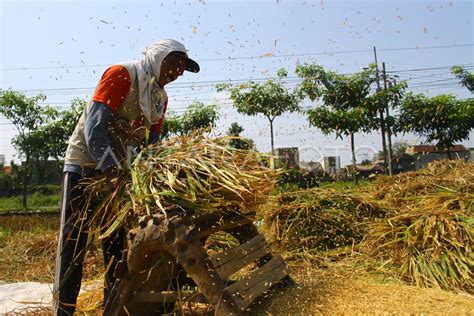 PETANI KELUHKAN TURUNNYA HARGA GABAH ANTARA Foto