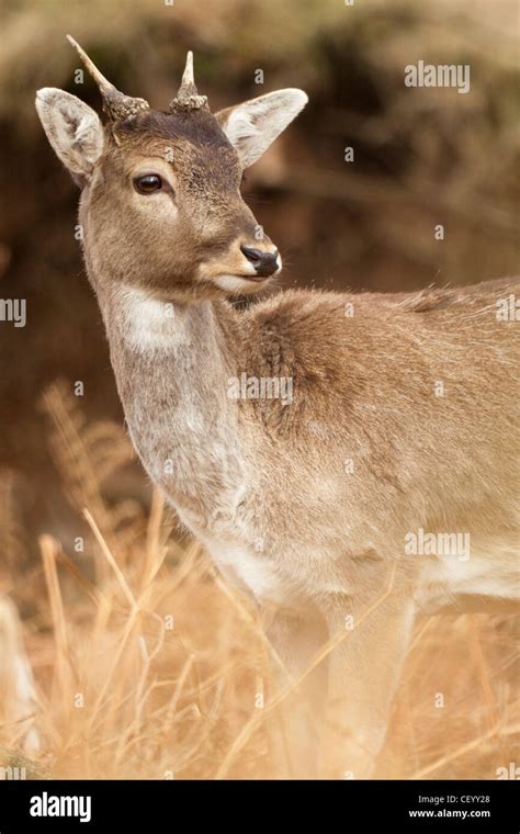 Fallow Deer At Dunham Massey Stock Photo Alamy