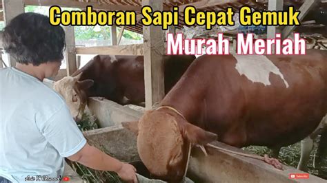 Comboran Sapi Cepat Gemuk Biaya Murah Meriah Dengan Buah Singkong Youtube