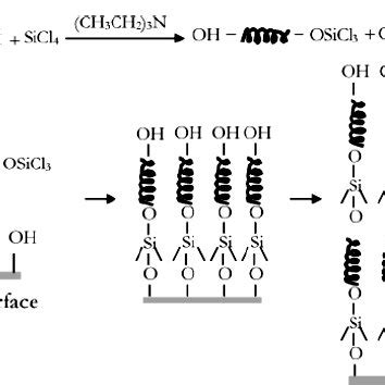 Reaction Mechanism Of Peg Immobilization On Alumina Surfaces Using A