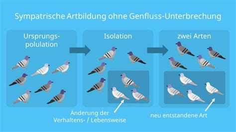 Sympatrische Artbildung Speziation Und Polyploidisierung Mit Video